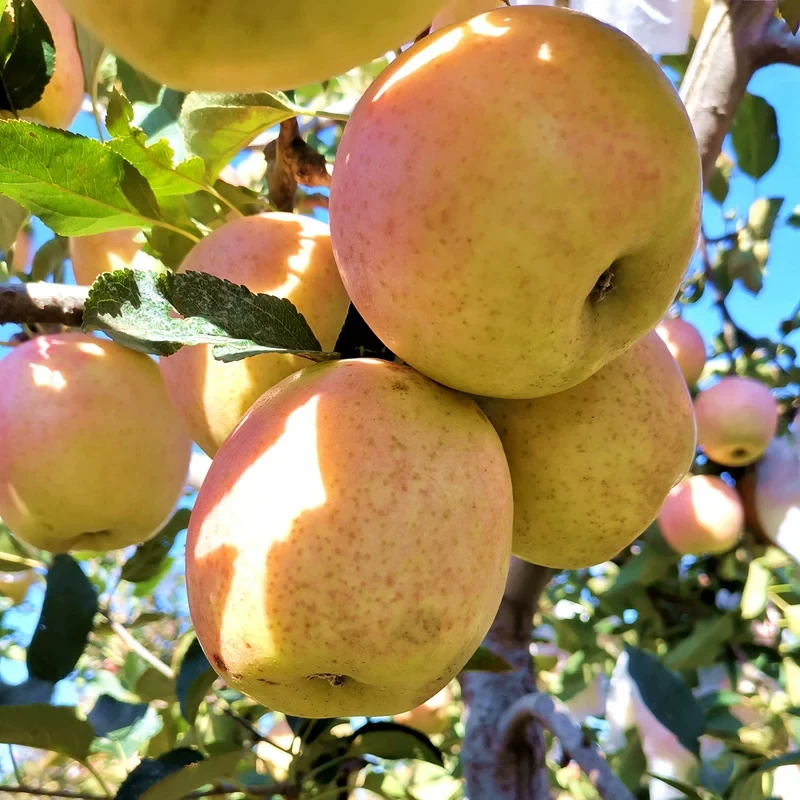 王林  麻脸丑苹果 果香四溢顺丰发货