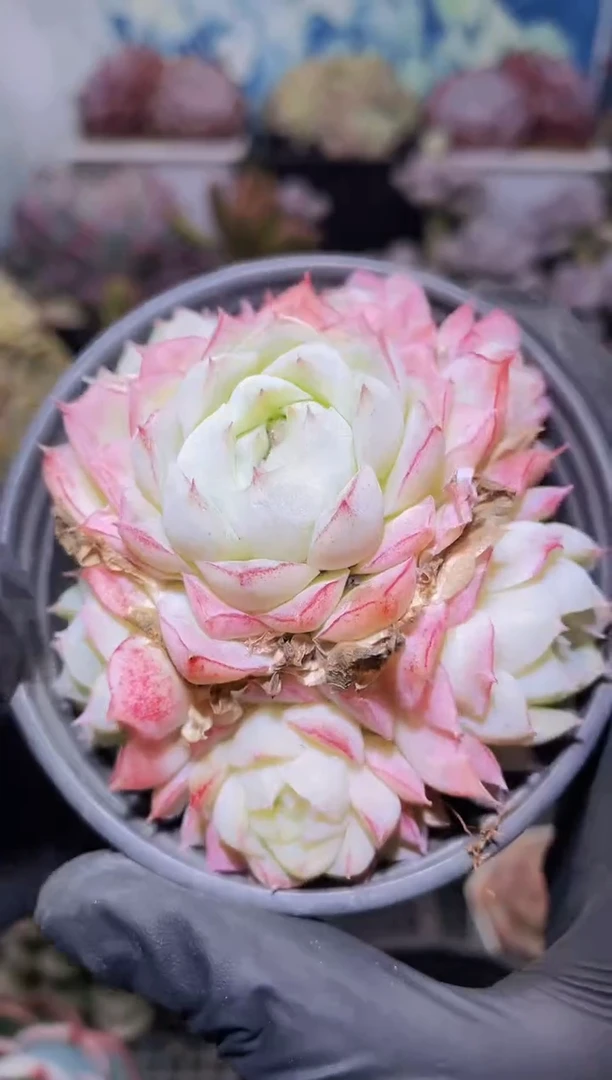 【闪购商品】295超女多肉