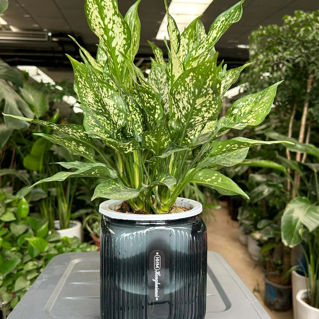 水培如意翡翠四季自然办公室桌面观叶花卉防辐射清新绿色渐变送人送领导