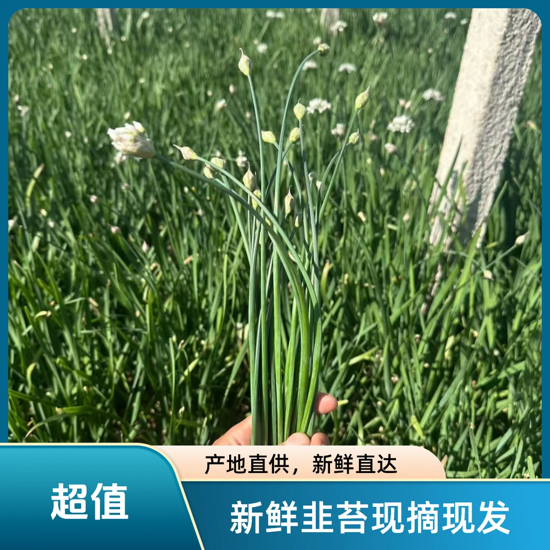 【沙洼菜地】韭菜花韭苔新现摘现发新上市鲜嫩1-5斤装绿色蔬菜
