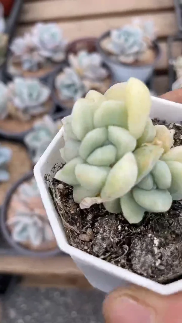 1颗      多肉     296