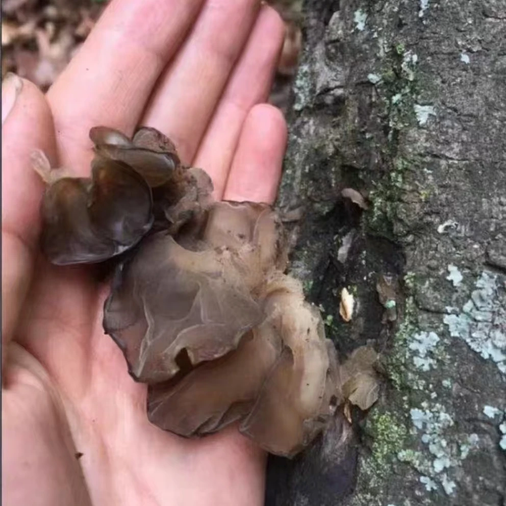 大兴安岭椴树木耳