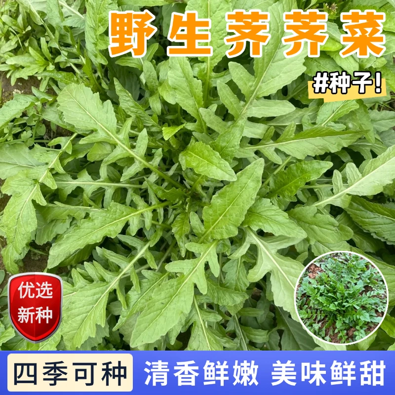 【全店满5包包邮】荠菜种子荠荠菜四季易种鲜美小野菜农家蔬菜籽
