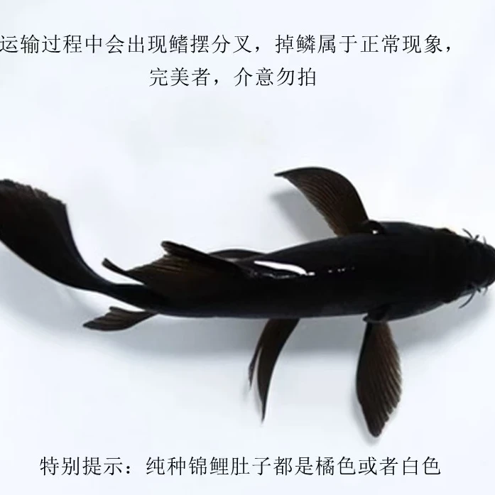 1条【18-24cm】冷水鱼 大尺寸