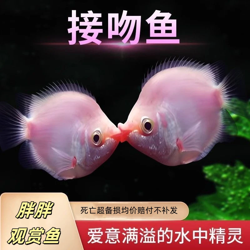 接吻鱼亲嘴鱼淡水小型热带观赏鱼好养耐活宠物鱼
