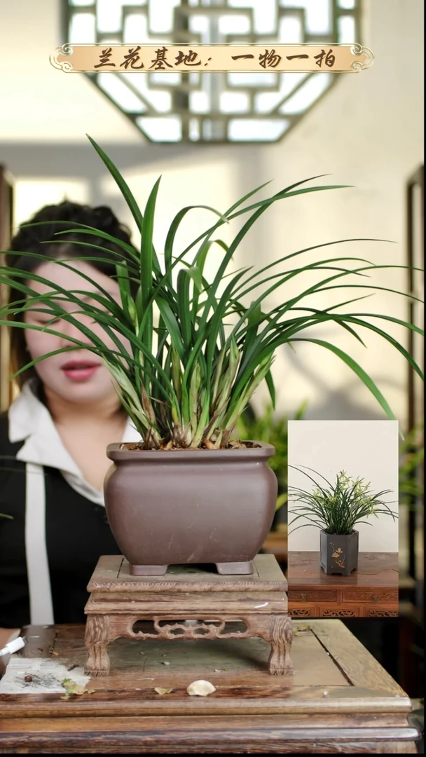 完全开放寒兰箐翠蕊蝶12苗10花苞