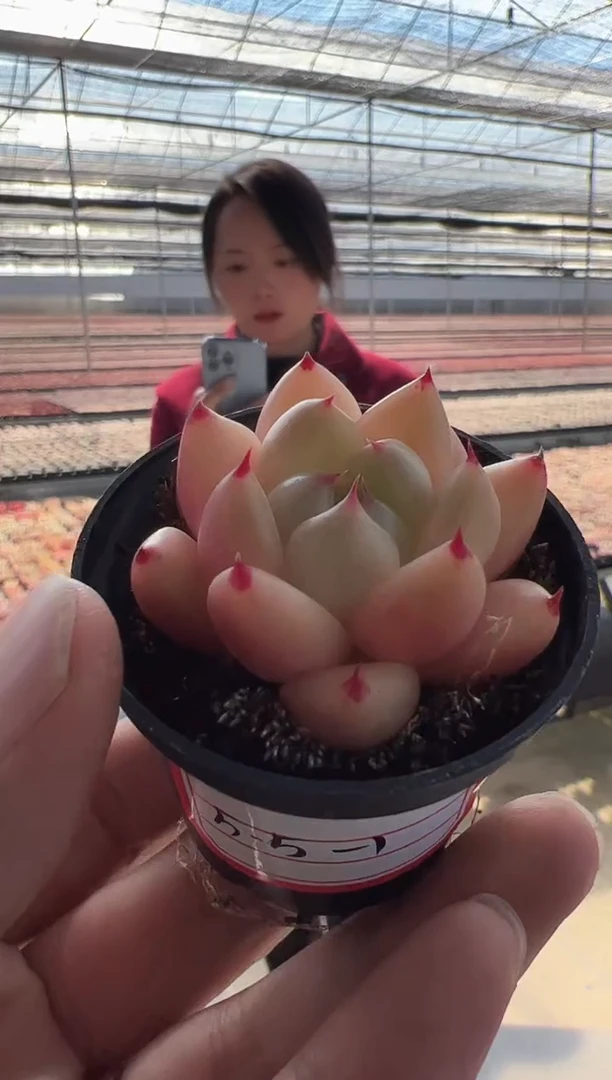 【闪购商品】东云5.5-1