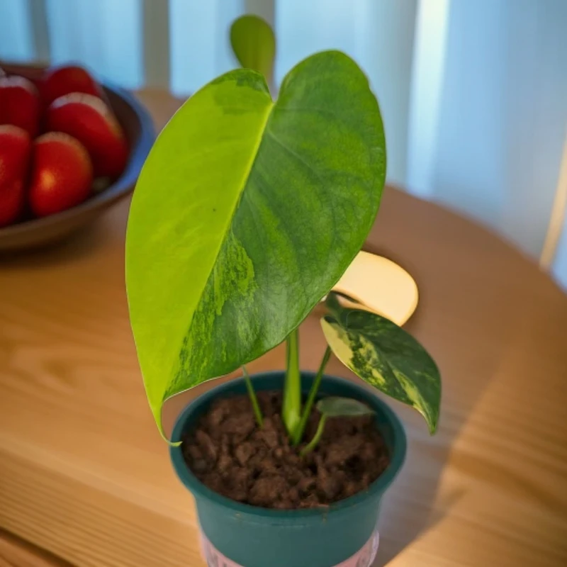 【短颈黄锦龟背】室内阳台热植绿植龟背竹室内植物