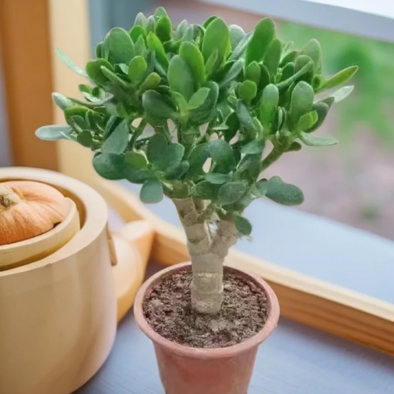 多年生老桩多肉室内外盆栽金枝玉叶雅乐之舞盆栽玉树植物多肉盆栽