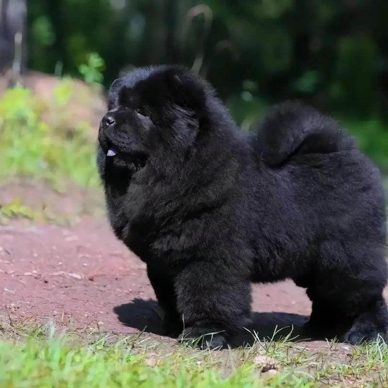 容县阿胜中华田园犬精品