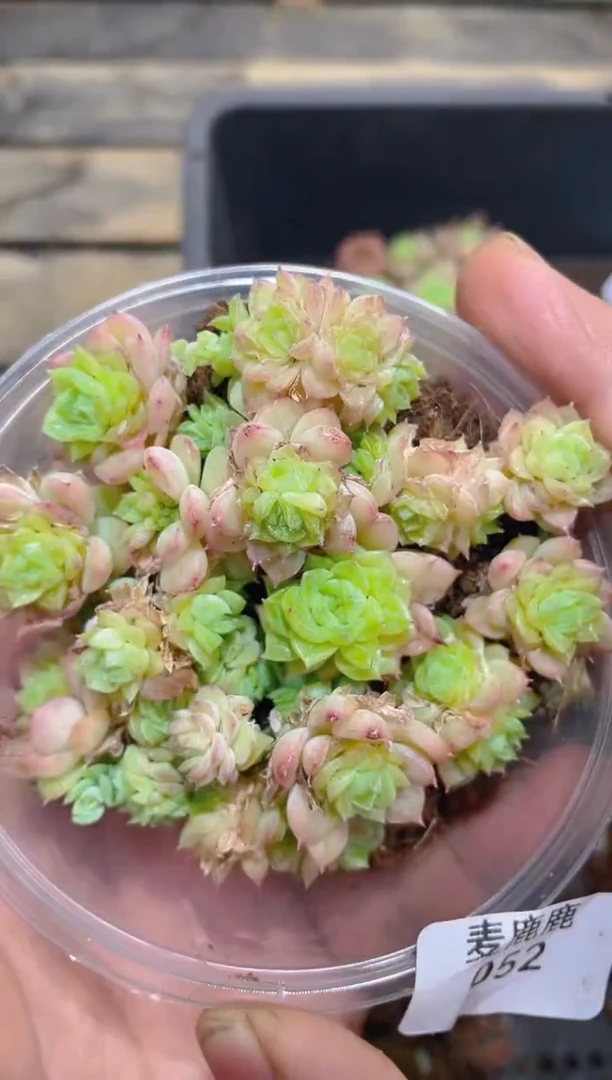 052胸花麦秆     量拍