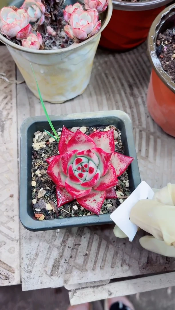 20006多肉植物一物一拍