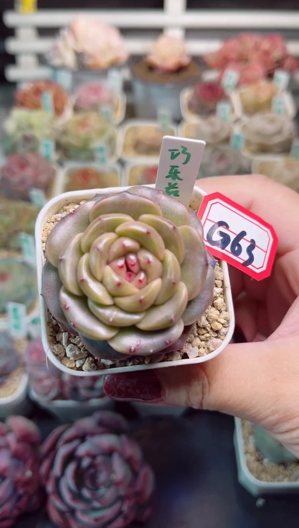 【闪购商品】G63巧乐兹一物一拍