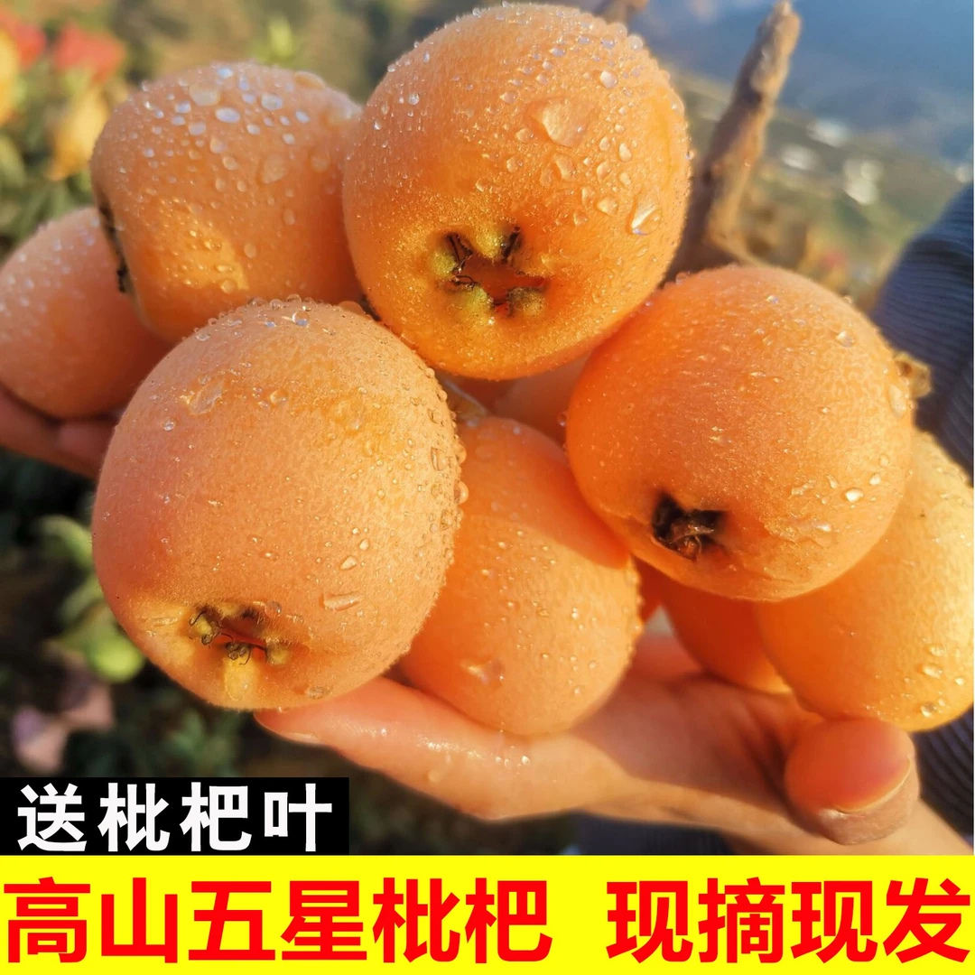 【顺丰包邮】四川高山大五星枇杷新鲜水果孕妇现摘现发甜琵琶1斤5斤