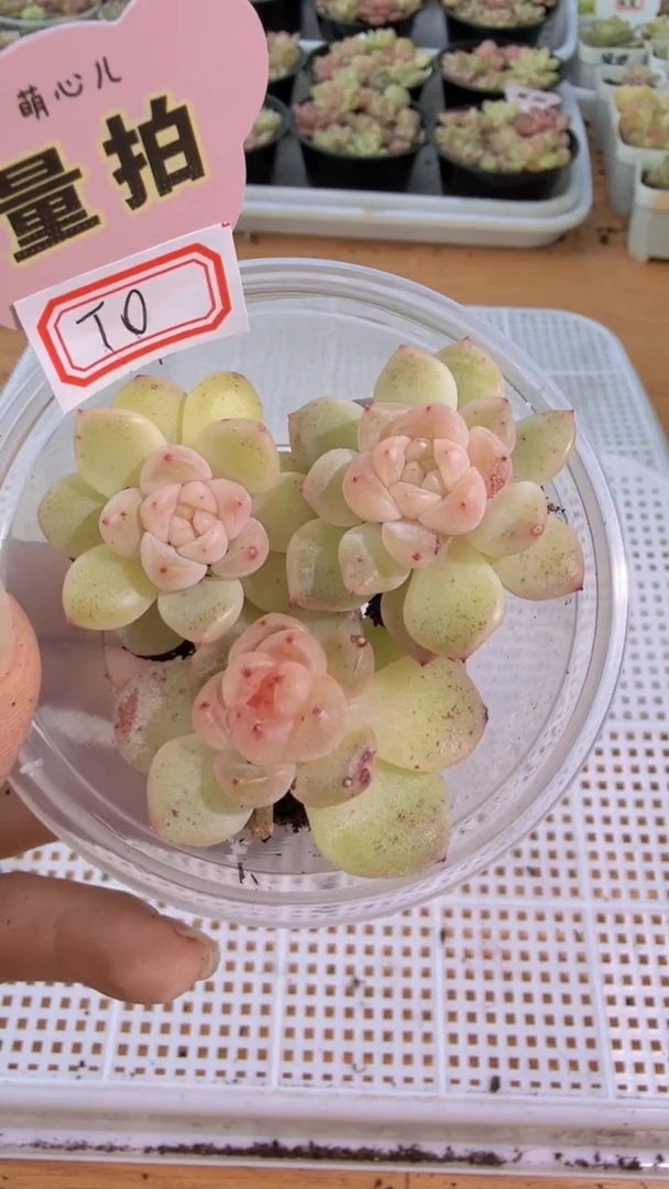 T0果冻甜心单双混 3颗量拍混发 满9.9包邮