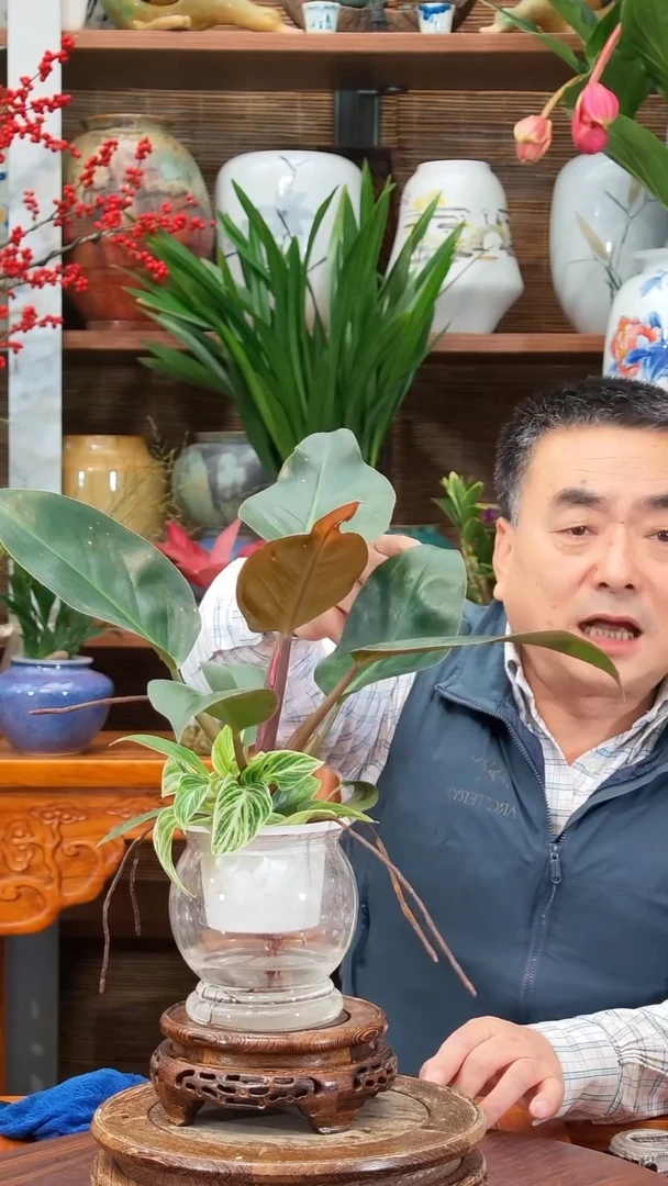 全部花苞烧***者 水之韵水培红钻