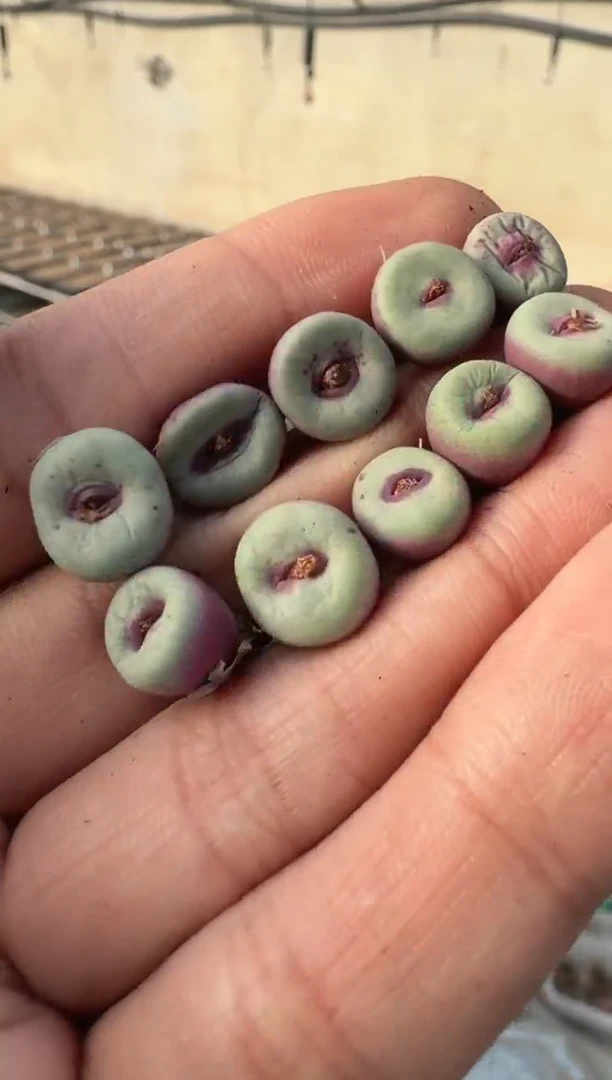 【天津专属】26多肉植物肉锥大列巴嘴一颗