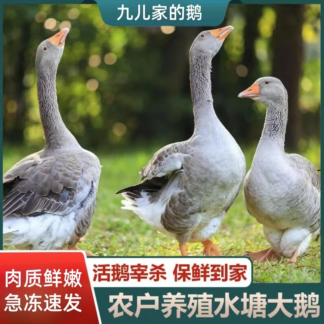 【兵哥农场】散养大鹅仔鹅现宰现发单只净重6斤左右含心肝