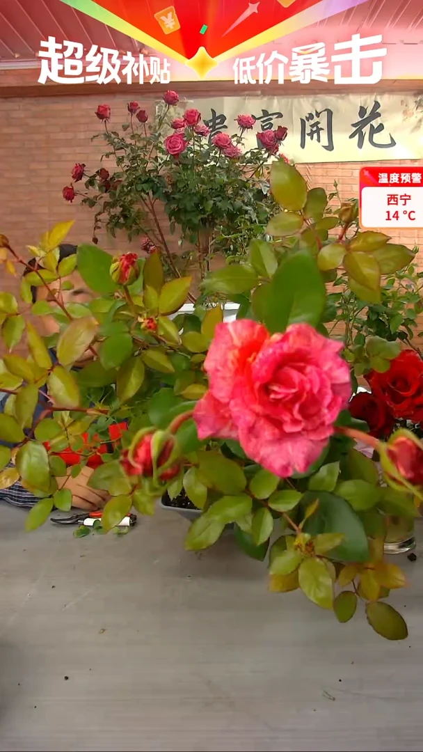 当前无花朵，栽培后可花朵潘多拉