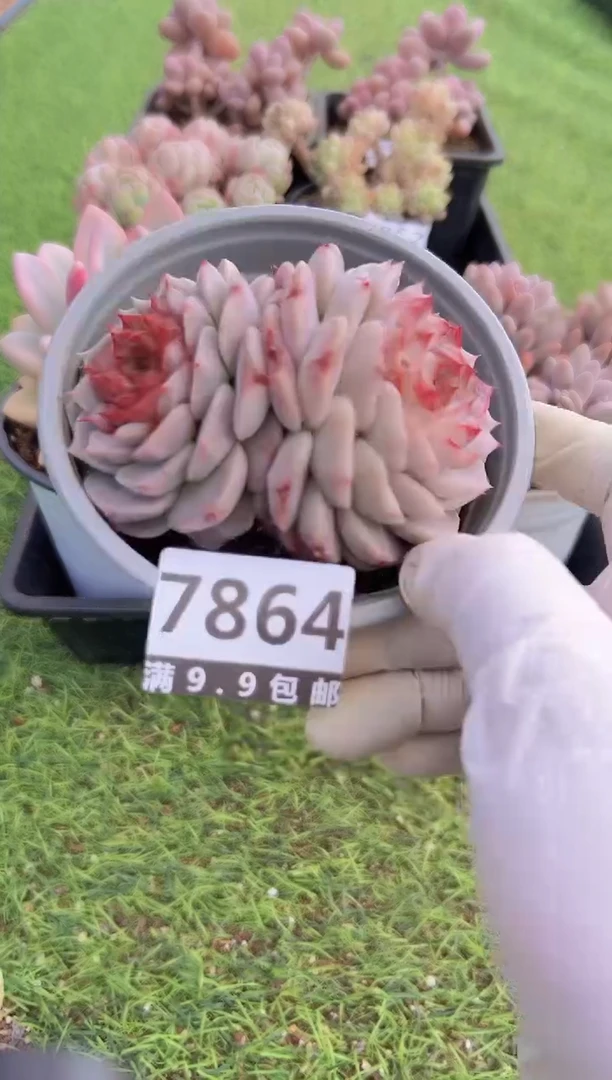 【闪购商品】信福多肉一物一拍