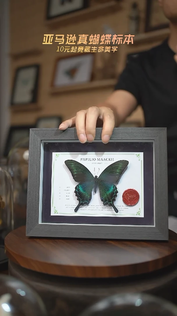 有机玻璃绿带翠凤蝶夏型国风版