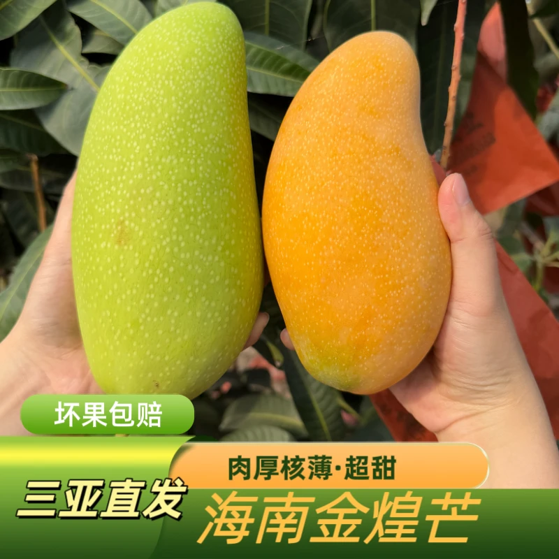 海南金煌芒】核薄肉厚金煌芒果现摘果地直发坏果包赔新鲜水果包邮