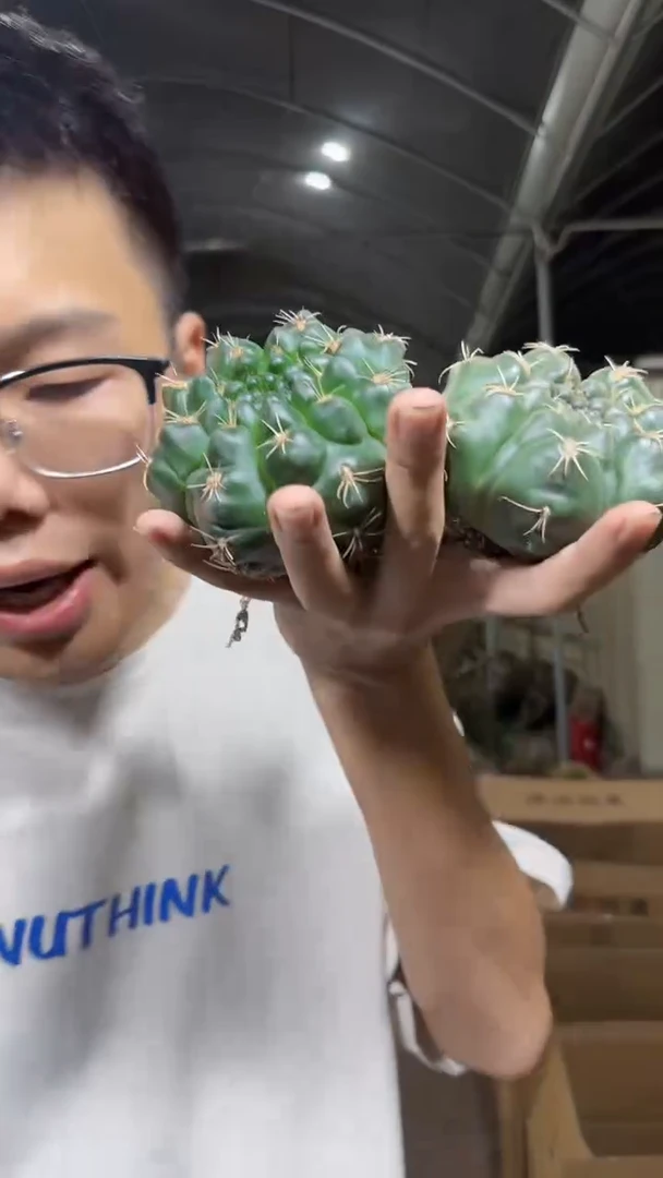 2颗 实生根 绯花玉 6-8cm
