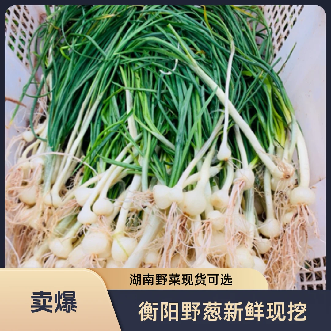 衡阳本地新鲜野葱野菜现挖湖南小根蒜胡葱香葱苦非藠头