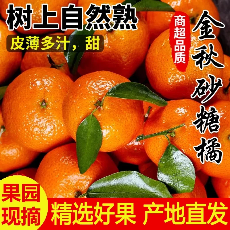 正宗广西砂糖橘柑子新鲜水果无籽应季薄皮桔子砂糖橘整箱包邮