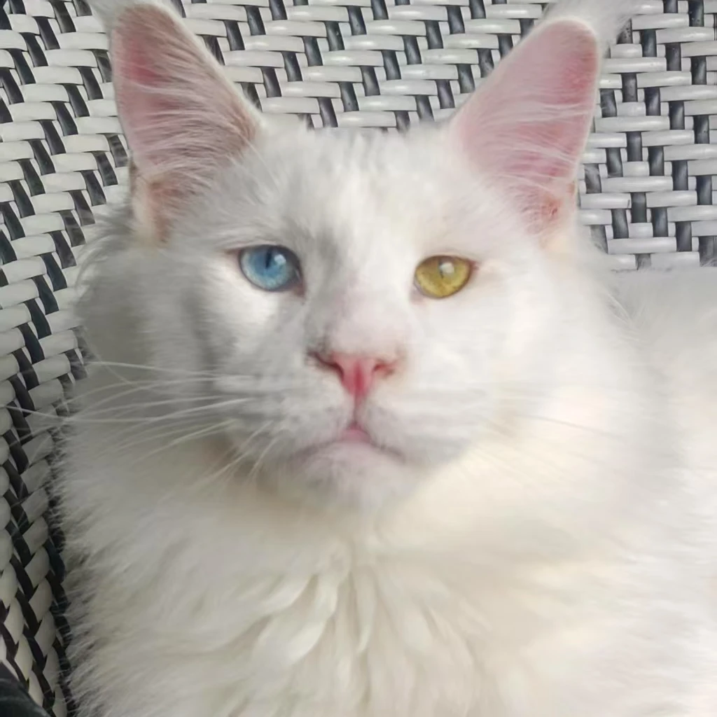 【欧乐甄选】猫咪活体通用链接