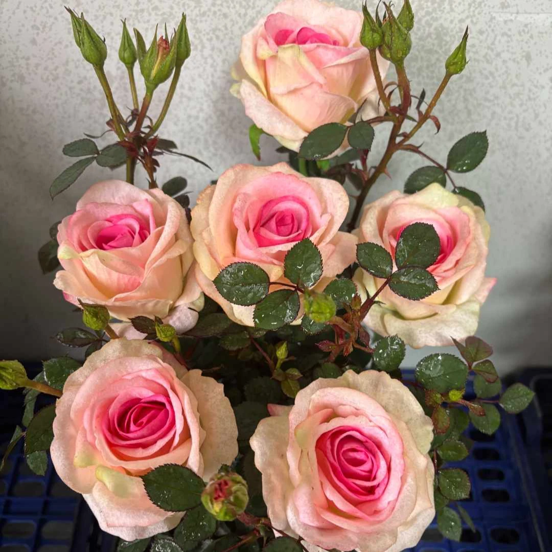 {浓香洛神1}玫瑰月季花苗盆栽地栽阳台四季花开室内室外