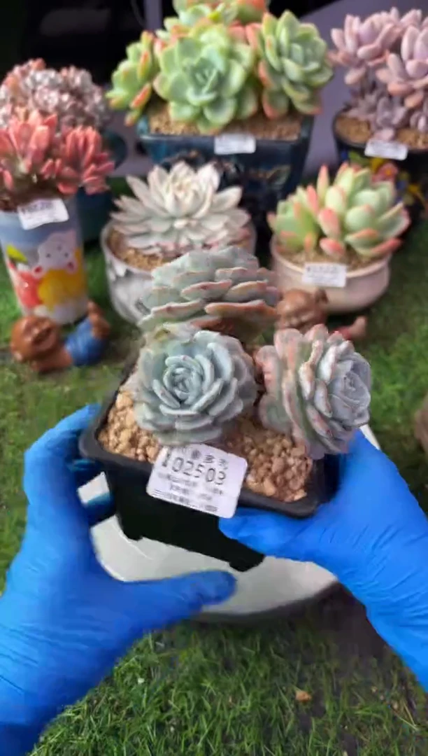 昆明印象多肉02503