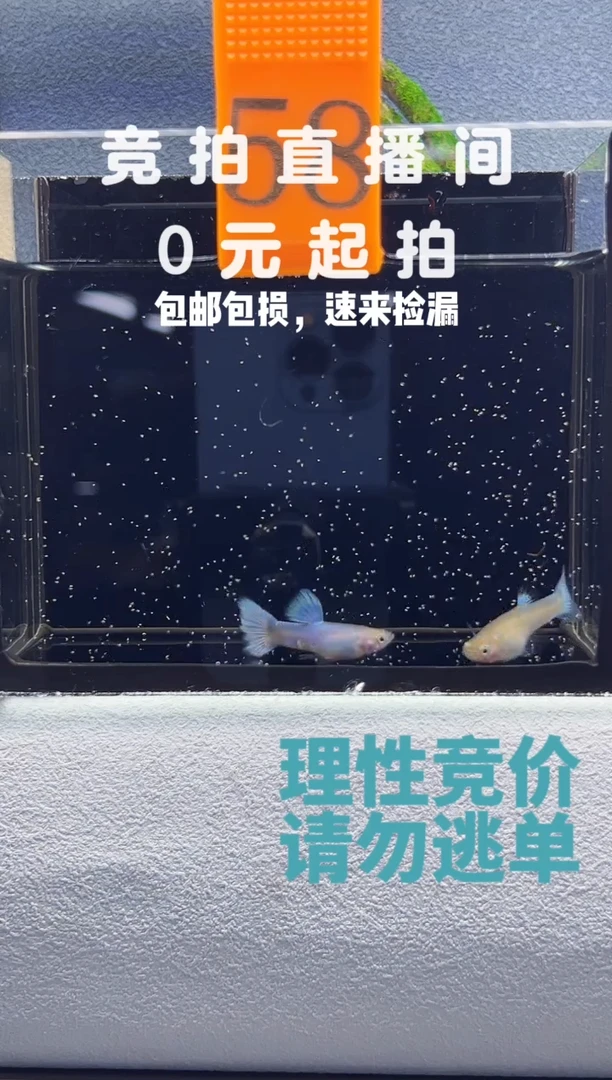 孔雀鱼紫霞仙子一对编号58