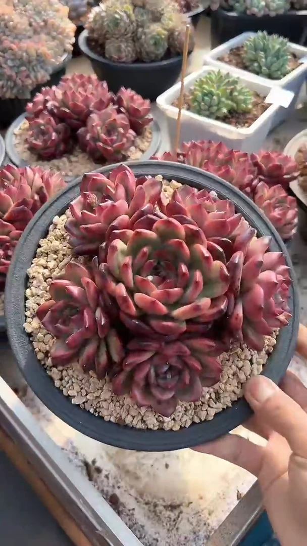 【闪购商品】TM捧花多肉（可单挑）