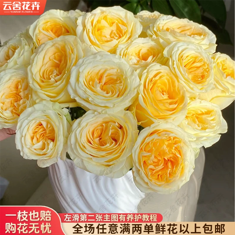 【云舍花卉】【方德荷冠】【暖玉】单头玫瑰 全场满2单及以上包邮