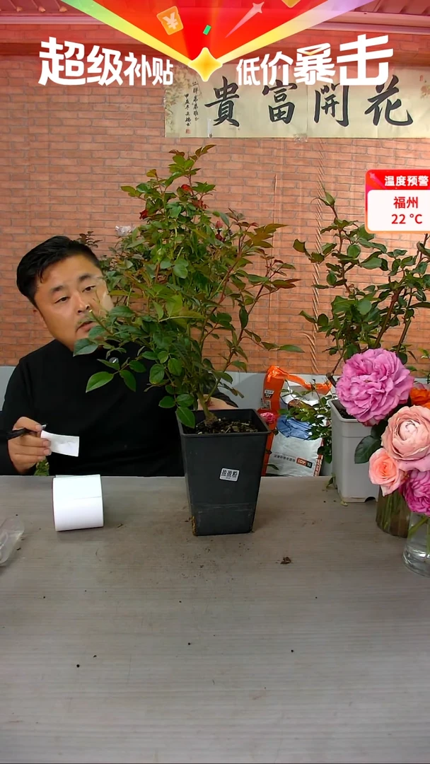 当前无花朵，栽培后可花朵盈盈粉200