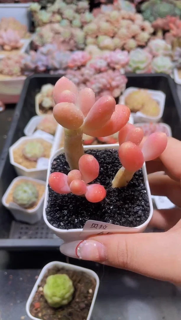 【闪购商品】451金蝉