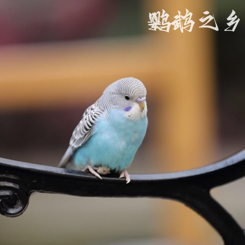 虎皮云斑鹦鹉4只随机发不挑颜色