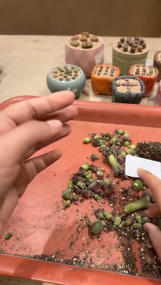 14-93多肉植物肉锥