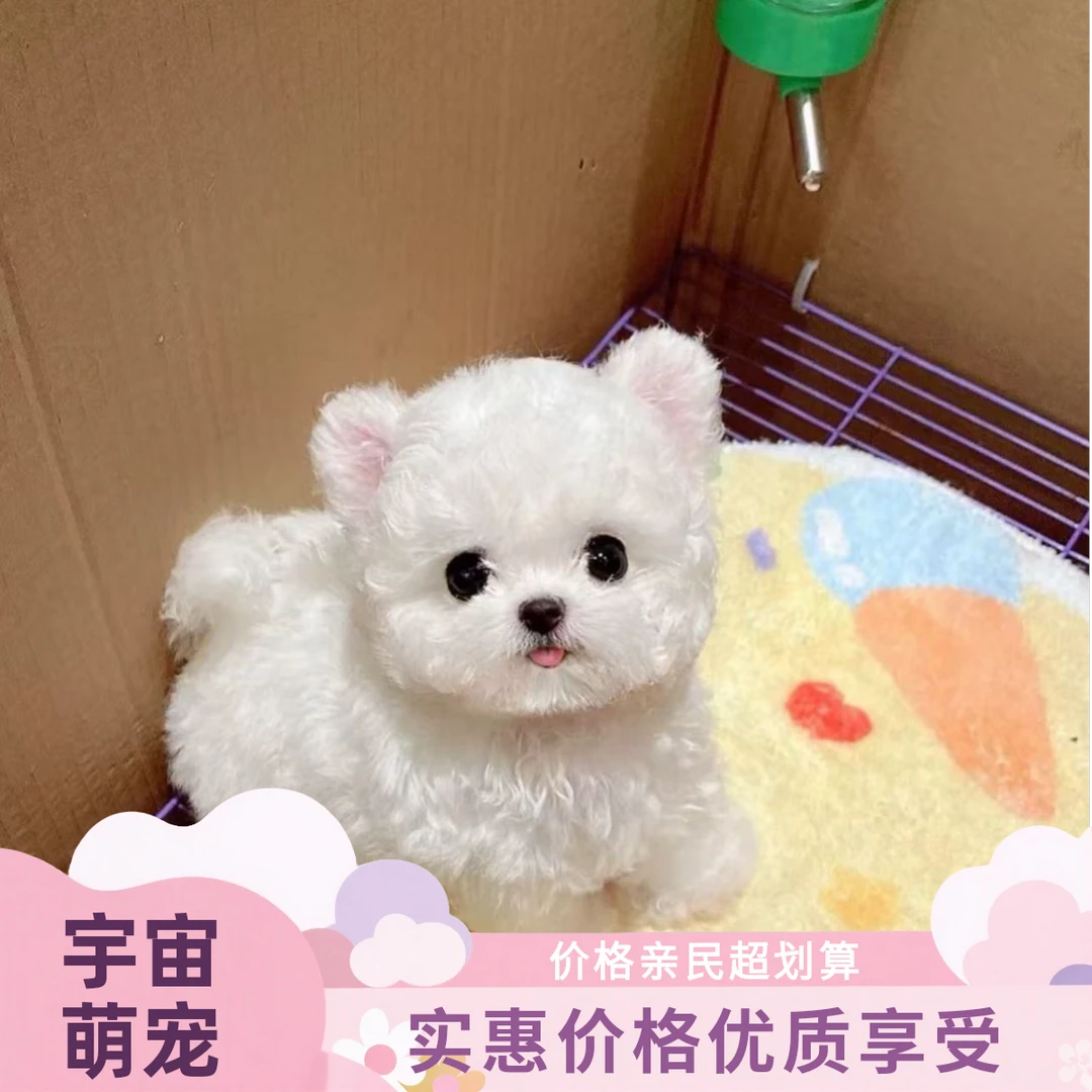 【宇宙萌宠】精品韩系比熊泰迪博美等宠物活体狗狗