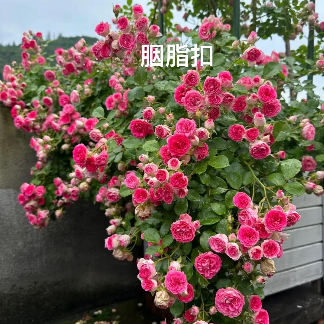 【胭脂扣】爬藤月季大苗 勤花丰花 多头多季节开花阳台庭院种植花苗