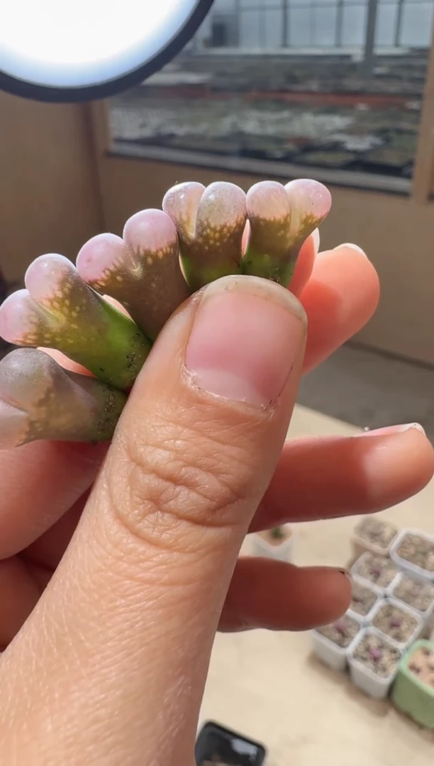 219多肉植物肉锥风铃一颗