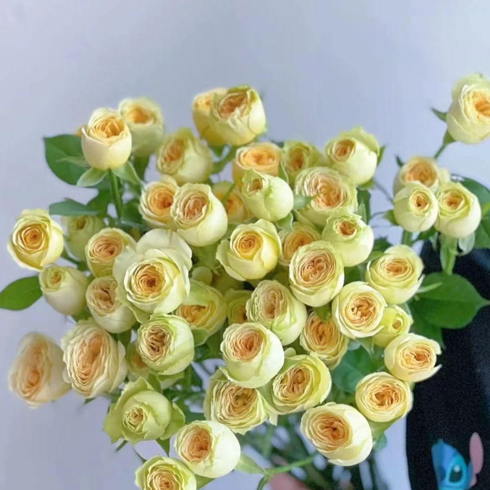 【牛油果泡泡】A/B级鲜切多头玫瑰花10枝装