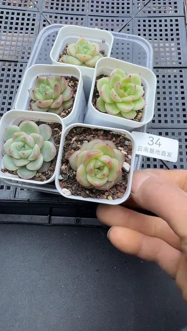 珍妮杂交多肉多肉34