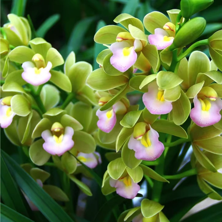 大花蕙兰【香兰】好养活绿植盆栽