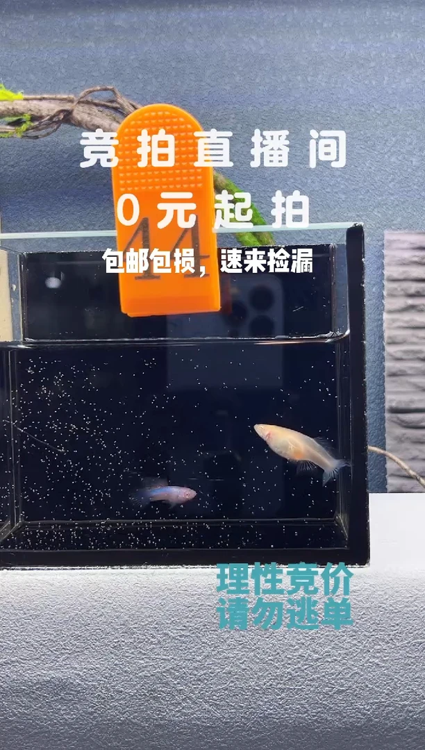 孔雀鱼熊猫白子一对编号44
