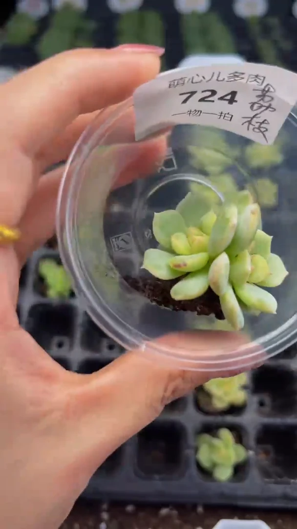 724多肉植物多肉植物