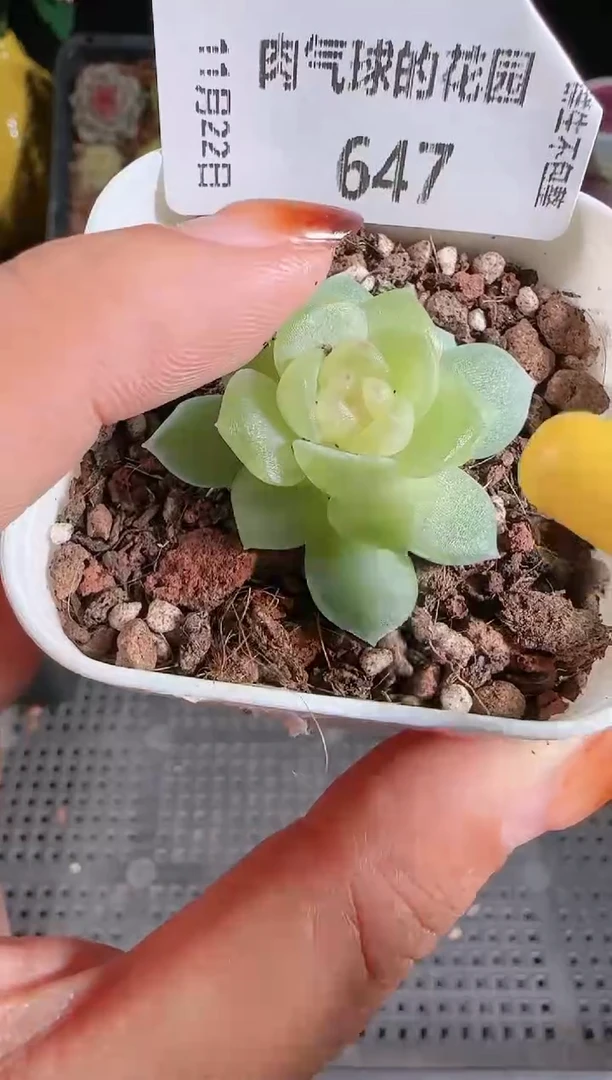 1122-647碧琉璃群生不包整