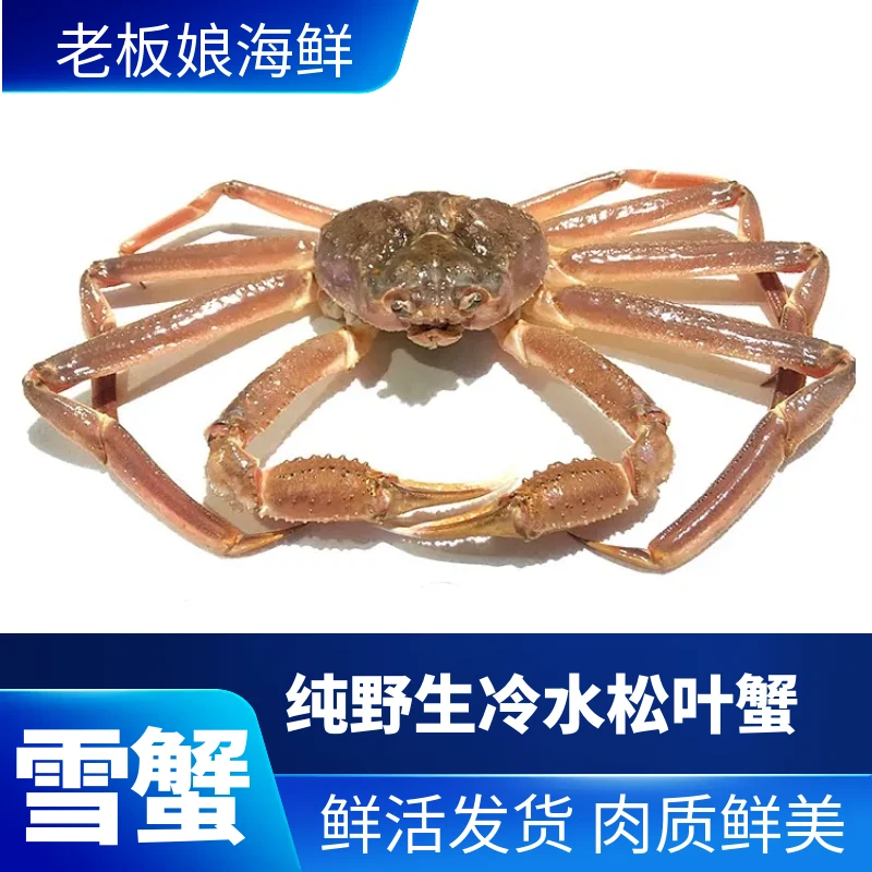 现场称重 松叶蟹雪蟹板蟹 鲜活发货不保活 少量吐水掉秤
