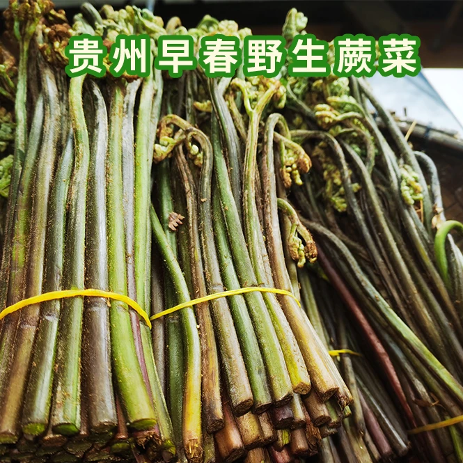 蕨菜贵州高山早春甜蕨菜现摘现发1斤包邮新鲜蕨菜保鲜发货
